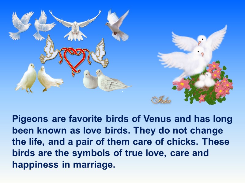 Pigeons are favorite birds of Venus and has long been known as love birds.
